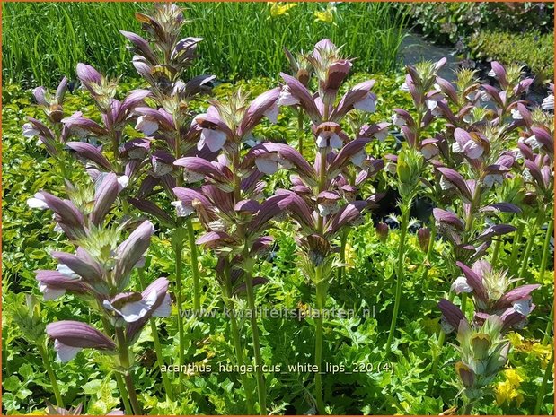 Acanthus hungaricus &#39;White Lips&#39; | Hongaarse berenklauw, Akant | Balkan-Bärenklau