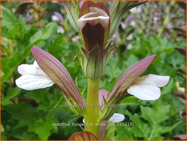 Acanthus hungaricus &#39;White Lips&#39; | Hongaarse berenklauw, Akant | Balkan-Bärenklau