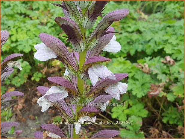 Acanthus hungaricus &#39;White Lips&#39; | Hongaarse berenklauw, Akant | Balkan-Bärenklau