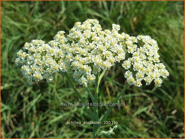 Achillea &#39;Alabaster&#39; | Duizendblad | Garbe