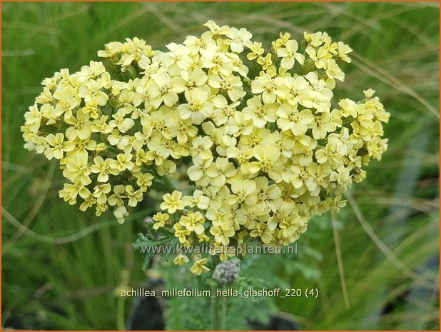 Achillea millefolium 'Hella Glashoff' | Duizendblad | Gew&ouml;hnliche Schafgarbe