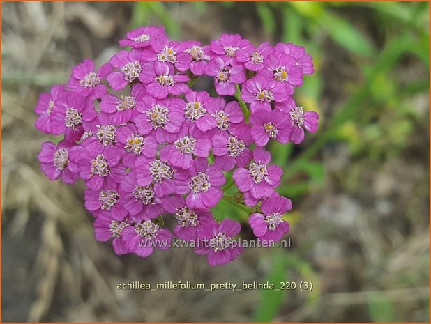 Achillea millefolium 'Pretty Belinda' | Duizendblad | Gewöhnliche Schafgarbe