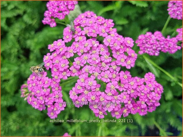 Achillea millefolium 'Pretty Belinda' | Duizendblad | Gew&ouml;hnliche Schafgarbe