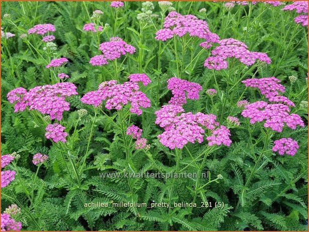 Achillea millefolium 'Pretty Belinda' | Duizendblad | Gew&ouml;hnliche Schafgarbe