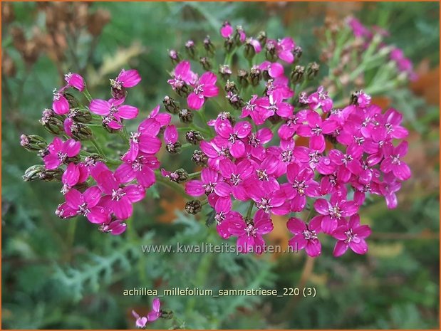 Achillea millefolium &#39;Sammetriese&#39; | Duizendblad | Gewöhnliche Schafgarbe