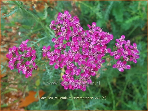 Achillea millefolium &#39;Sammetriese&#39; | Duizendblad | Gewöhnliche Schafgarbe