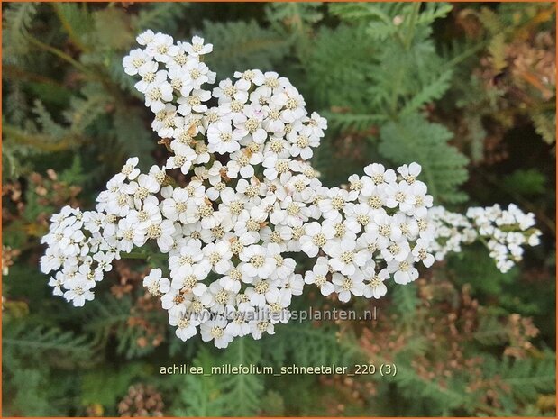 Achillea millefolium 'Schneetaler' | Duizendblad | Gew&ouml;hnliche Schafgarbe