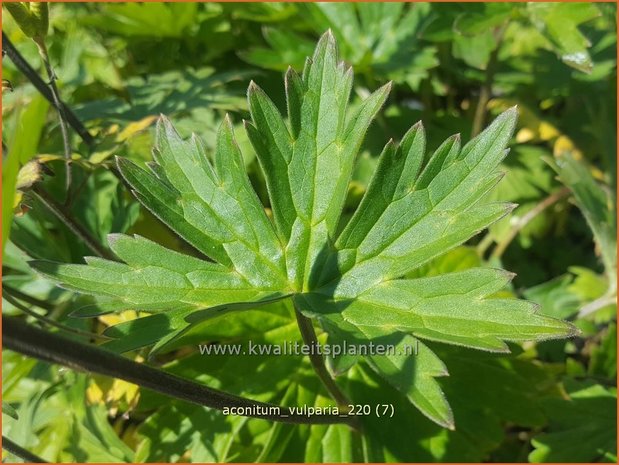 Aconitum vulparia | Monnikskap | Fuchs-Eisenhut