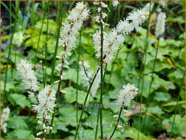 Actaea japonica &#39;Silver Dance&#39; | Zilverkaars, Oktoberkaars, Christoffelkruid | Herbst-Silberkerze