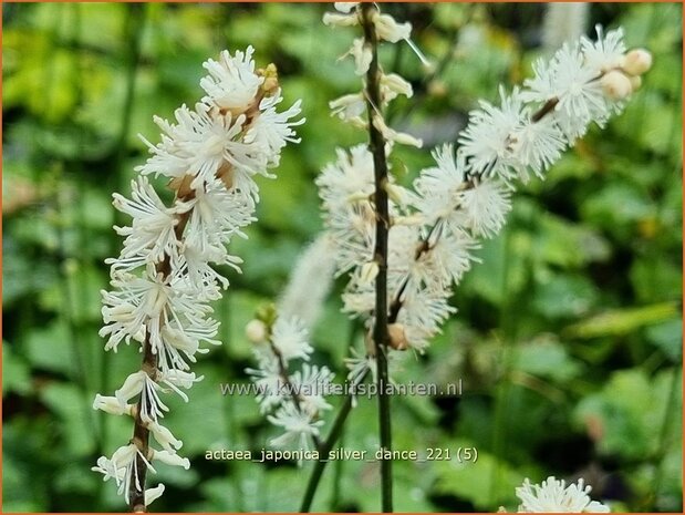 Actaea japonica &#39;Silver Dance&#39; | Zilverkaars, Oktoberkaars, Christoffelkruid | Herbst-Silberkerze