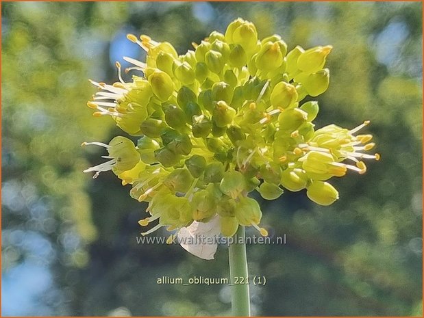 Allium obliquum | Siberisch look, Sierui, Look | Schiefer-Lauch