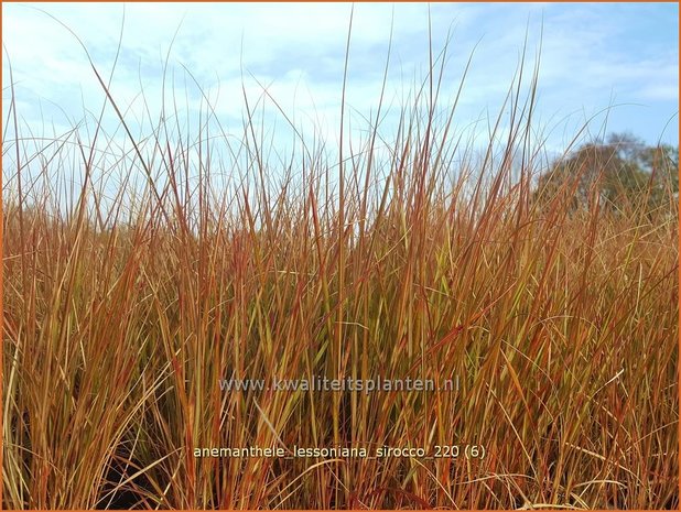 Anemanthele lessoniana 'Sirocco' | Fazantstaartgras | Windgras