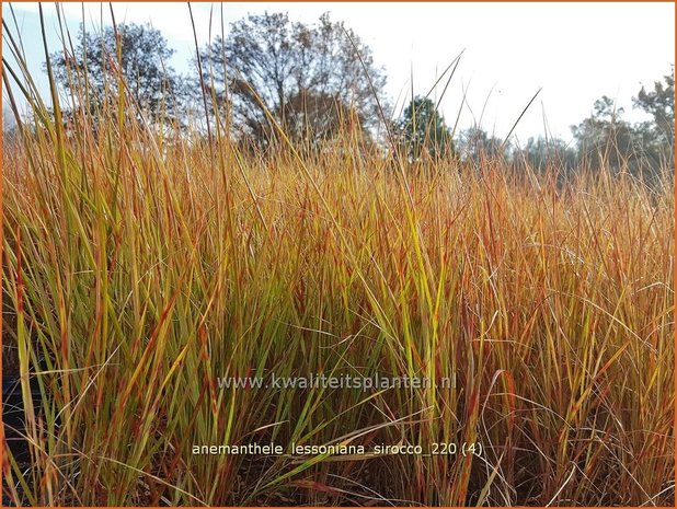 Anemanthele lessoniana 'Sirocco' | Fazantstaartgras | Windgras
