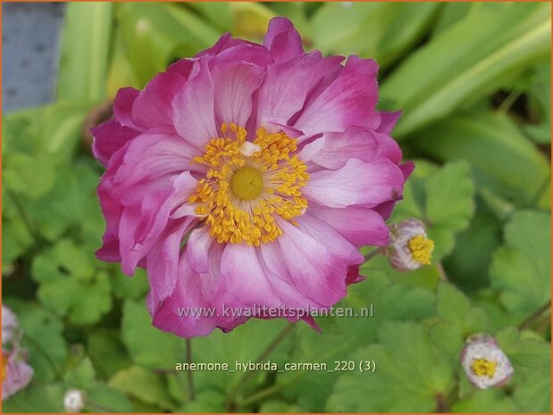 Anemone hybrida &#39;Carmen&#39; | Herfstanemoon, Japanse anemoon, Anemoon | Herbstanemone