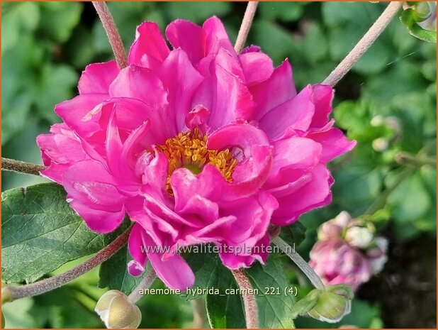 Anemone hybrida 'Carmen' | Herfstanemoon, Japanse anemoon, Anemoon | Herbstanemone