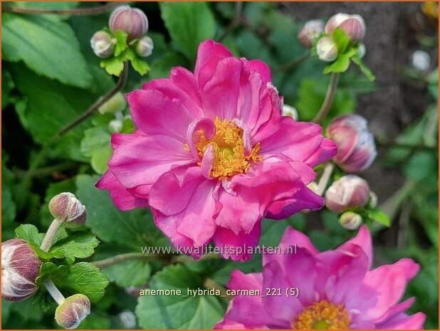 Anemone hybrida 'Carmen' | Herfstanemoon, Japanse anemoon, Anemoon | Herbstanemone