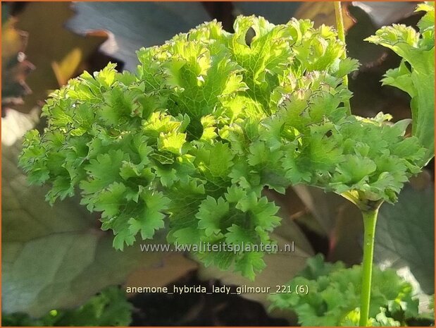 Anemone hybrida 'Lady Gilmour' | Herfstanemoon, Japanse anemoon, Anemoon | Herbstanemone