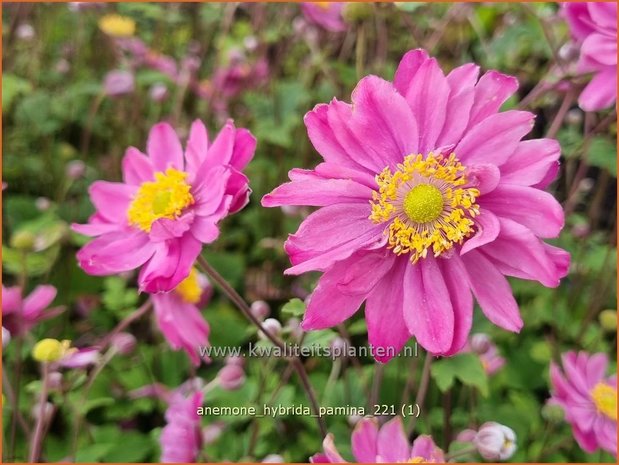Anemone hybrida 'Pamina' | Herfstanemoon, Japanse anemoon, Anemoon | Herbstanemone