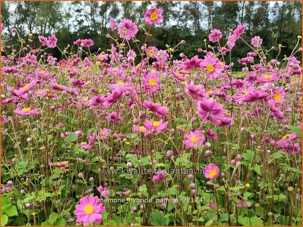 Anemone hybrida 'Pamina' | Herfstanemoon, Japanse anemoon, Anemoon | Herbstanemone