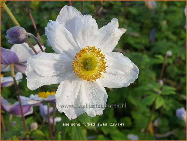 Anemone 'Ruffled Swan' | Anemoon | Anemone