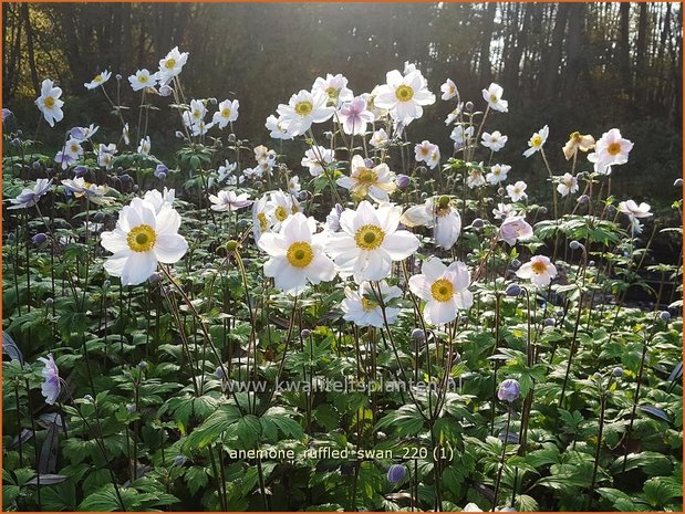 Anemone 'Ruffled Swan' | Anemoon | Anemone
