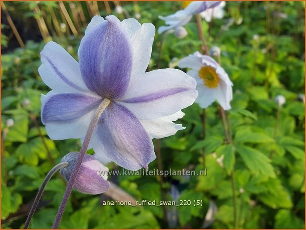 Anemone 'Ruffled Swan' | Anemoon | Anemone