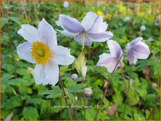 Anemone 'Ruffled Swan' | Anemoon | Anemone