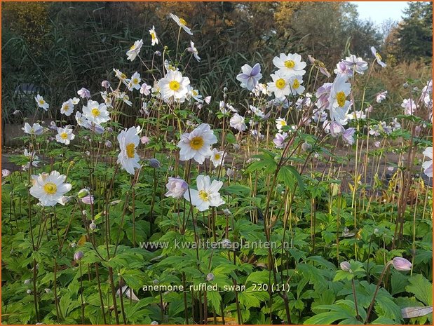 Anemone 'Ruffled Swan' | Anemoon | Anemone