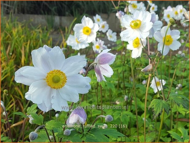 Anemone 'Ruffled Swan' | Anemoon | Anemone