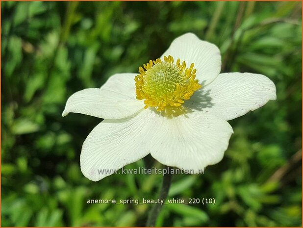 Anemone 'Spring Beauty White' | Anemoon | Anemone
