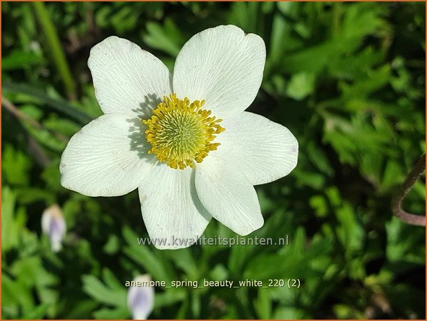 Anemone 'Spring Beauty White' | Anemoon | Anemone
