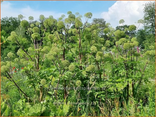 Angelica archangelica | Grote engelwortel, Engelwortel | Brustwurz