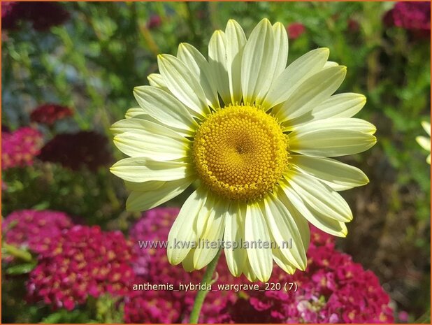 Anthemis hybrida 'Wargrave' | Gele kamille, Verfkamille, Kamille | F&auml;rberkamille