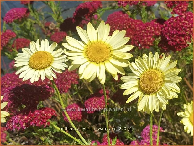 Anthemis hybrida 'Wargrave' | Gele kamille, Verfkamille, Kamille | F&auml;rberkamille