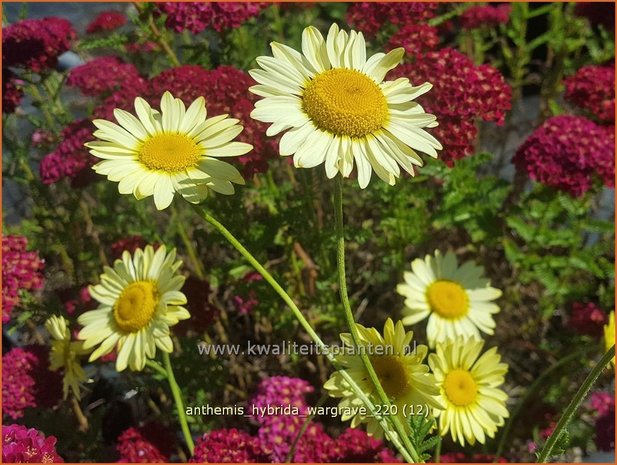 Anthemis hybrida 'Wargrave' | Gele kamille, Verfkamille, Kamille | F&auml;rberkamille