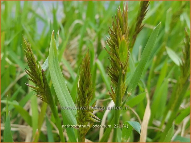 Anthoxanthum odoratum | Reukgras, Toffeegras | Wohlriechendes Ruchgras
