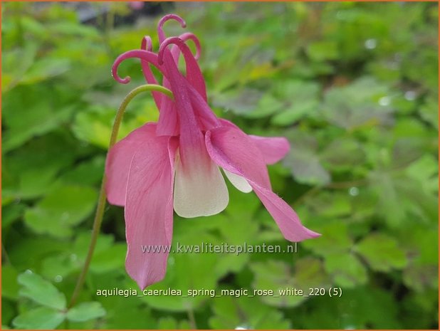 Aquilegia caerulea 'Spring Magic Rose White' | Akelei | Langspornige Akelei