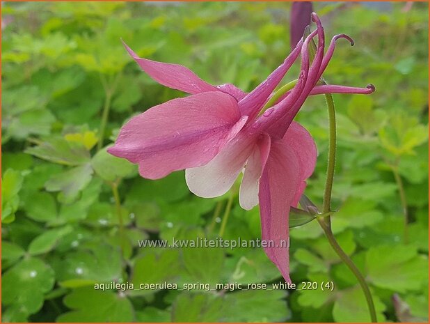 Aquilegia caerulea 'Spring Magic Rose White' | Akelei | Langspornige Akelei