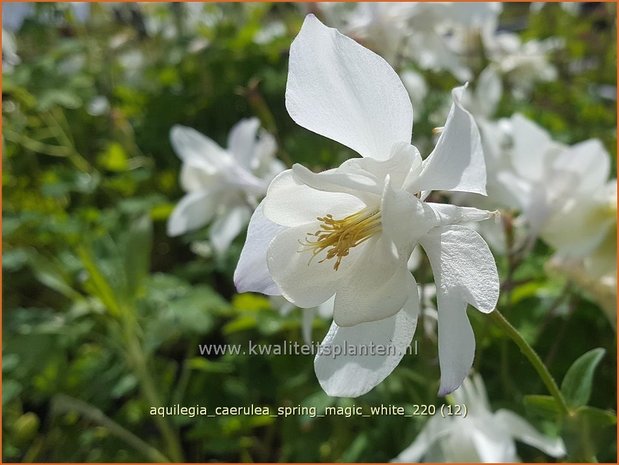 Aquilegia caerulea 'Spring Magic White' | Akelei | Langspornige Akelei