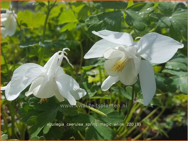 Aquilegia caerulea 'Spring Magic White' | Akelei | Langspornige Akelei