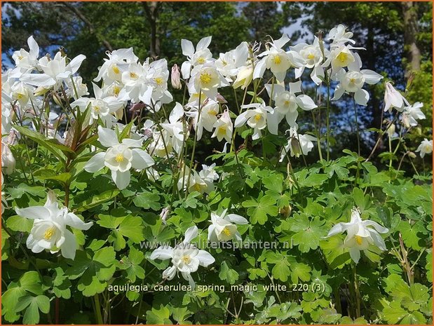 Aquilegia caerulea 'Spring Magic White' | Akelei | Langspornige Akelei