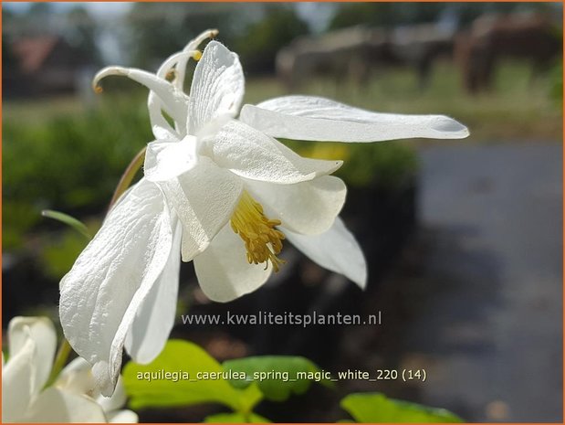 Aquilegia caerulea 'Spring Magic White' | Akelei | Langspornige Akelei