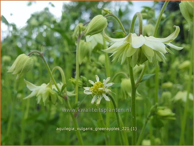 Aquilegia vulgaris 'Greenapples' | Akelei | Gew&ouml;hnliche Akelei