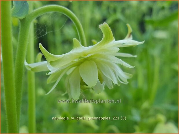 Aquilegia vulgaris 'Greenapples' | Akelei | Gew&ouml;hnliche Akelei