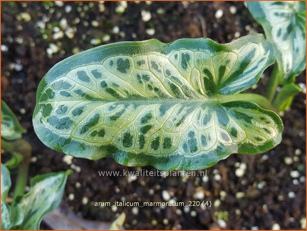 Arum italicum &#39;Marmoratum&#39; | Aronskelk | Italienischer Aronstab