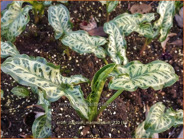 Arum italicum &#39;Marmoratum&#39; | Aronskelk | Italienischer Aronstab