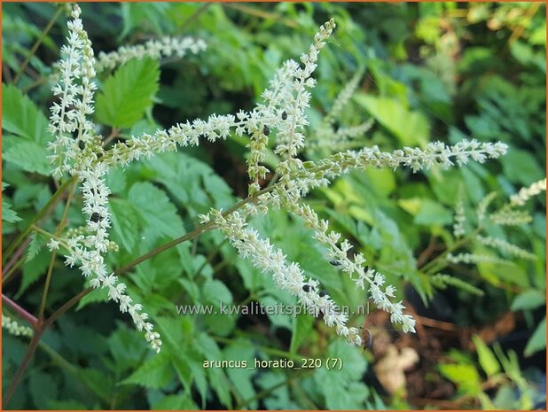 Aruncus 'Horatio' | Geitenbaard | Geißbart