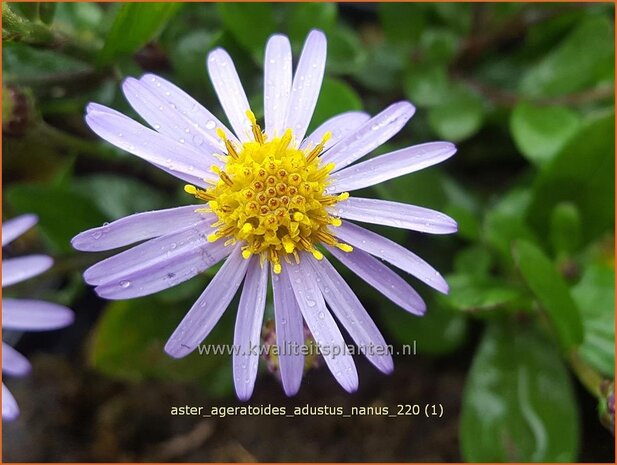 Aster ageratoides 'Adustus Nanus' | Japanse dwergaster, Aster | Ageratum-&auml;hnliche Aster