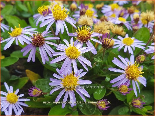 Aster ageratoides 'Adustus Nanus' | Japanse dwergaster, Aster | Ageratum-&auml;hnliche Aster