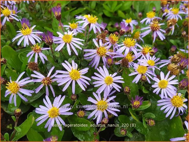 Aster ageratoides 'Adustus Nanus' | Japanse dwergaster, Aster | Ageratum-&auml;hnliche Aster
